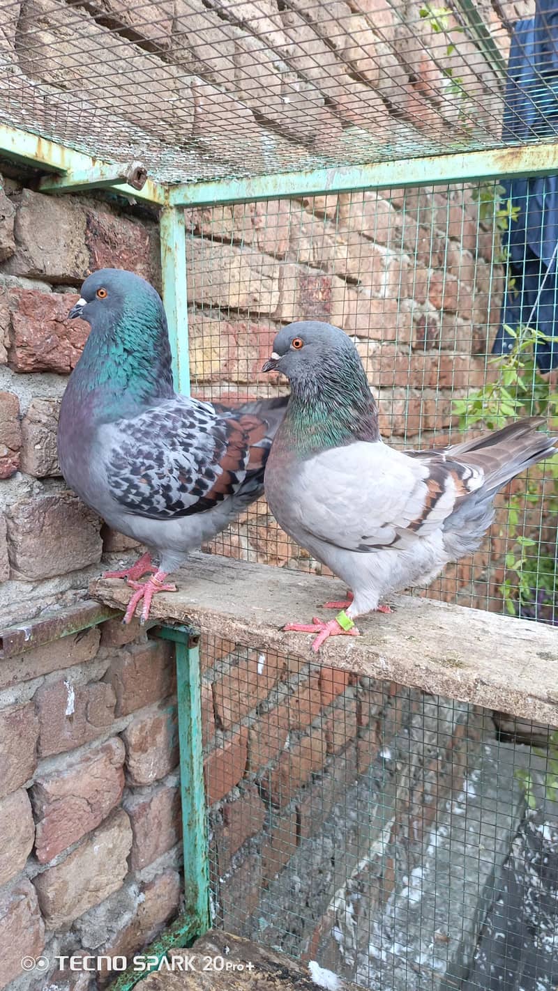 fancy pigeon 7