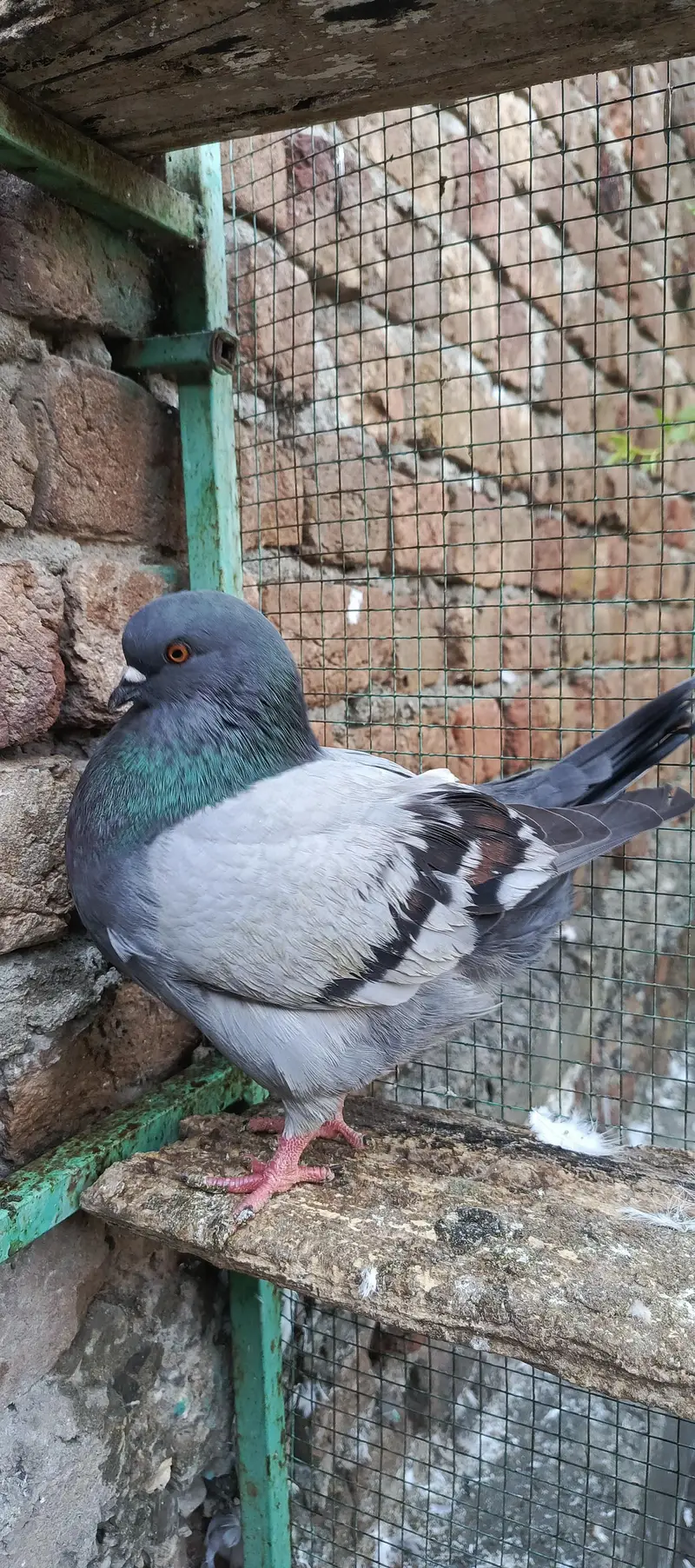 fancy pigeon — photo 9