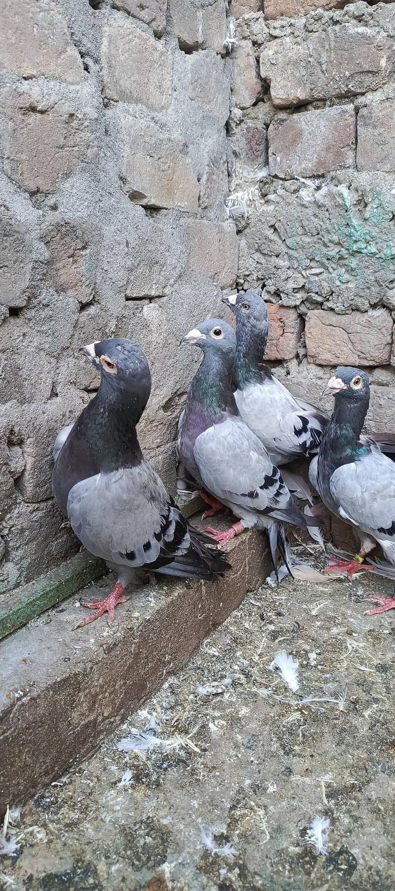 fancy pigeon 9