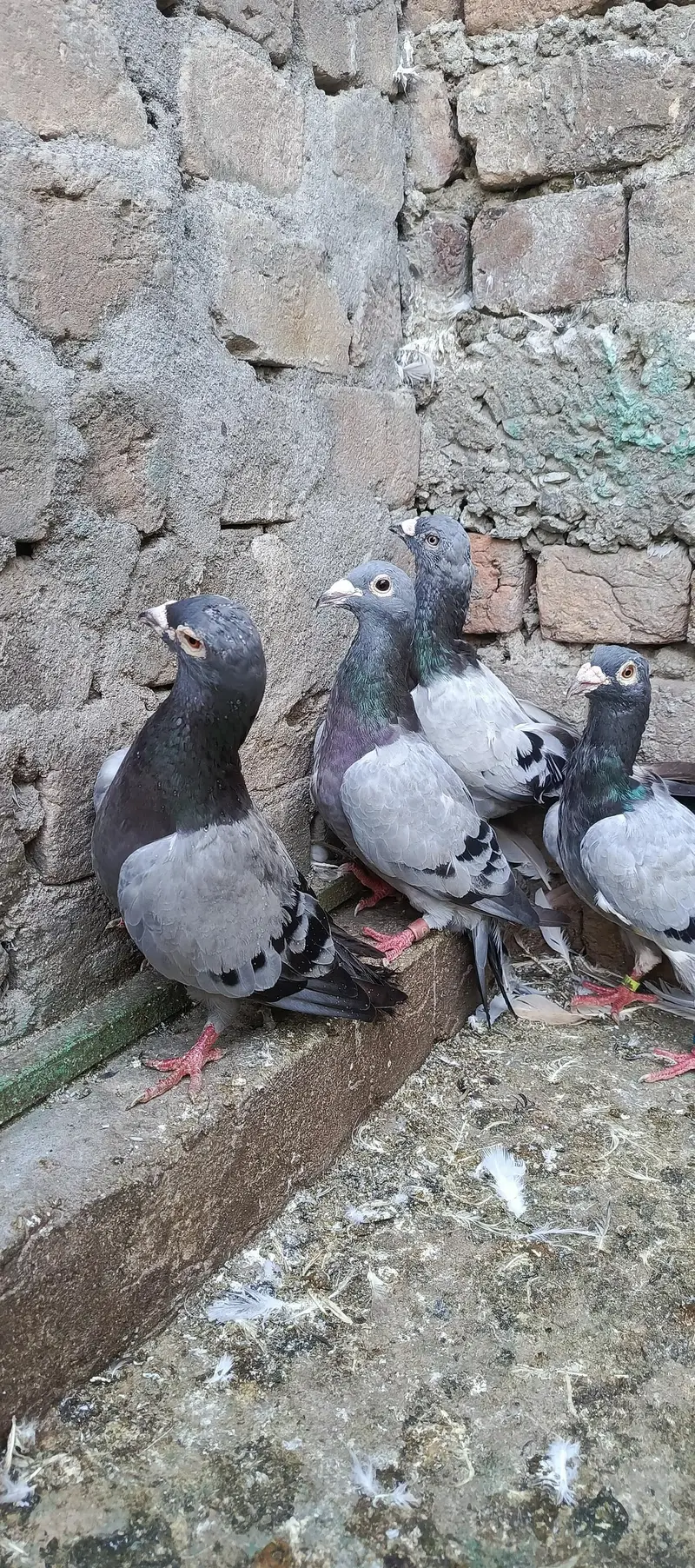 fancy pigeon — photo 10