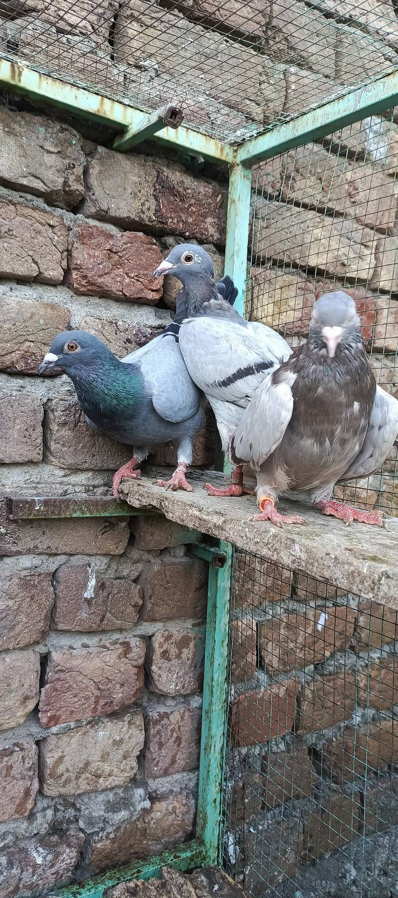 fancy pigeon 10