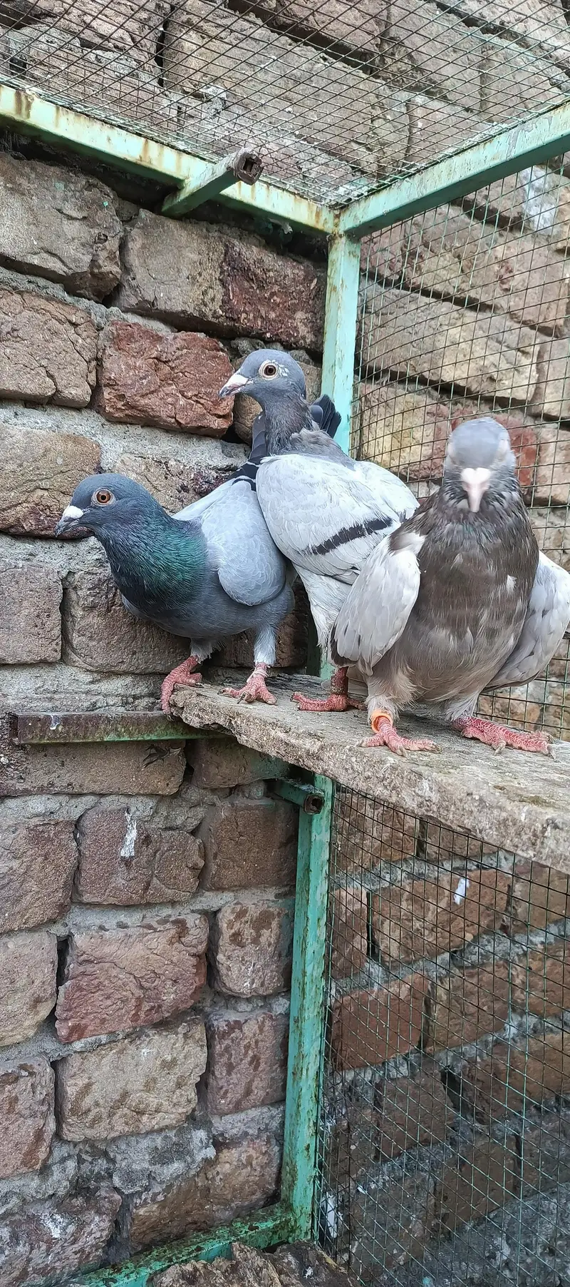 fancy pigeon — photo 11