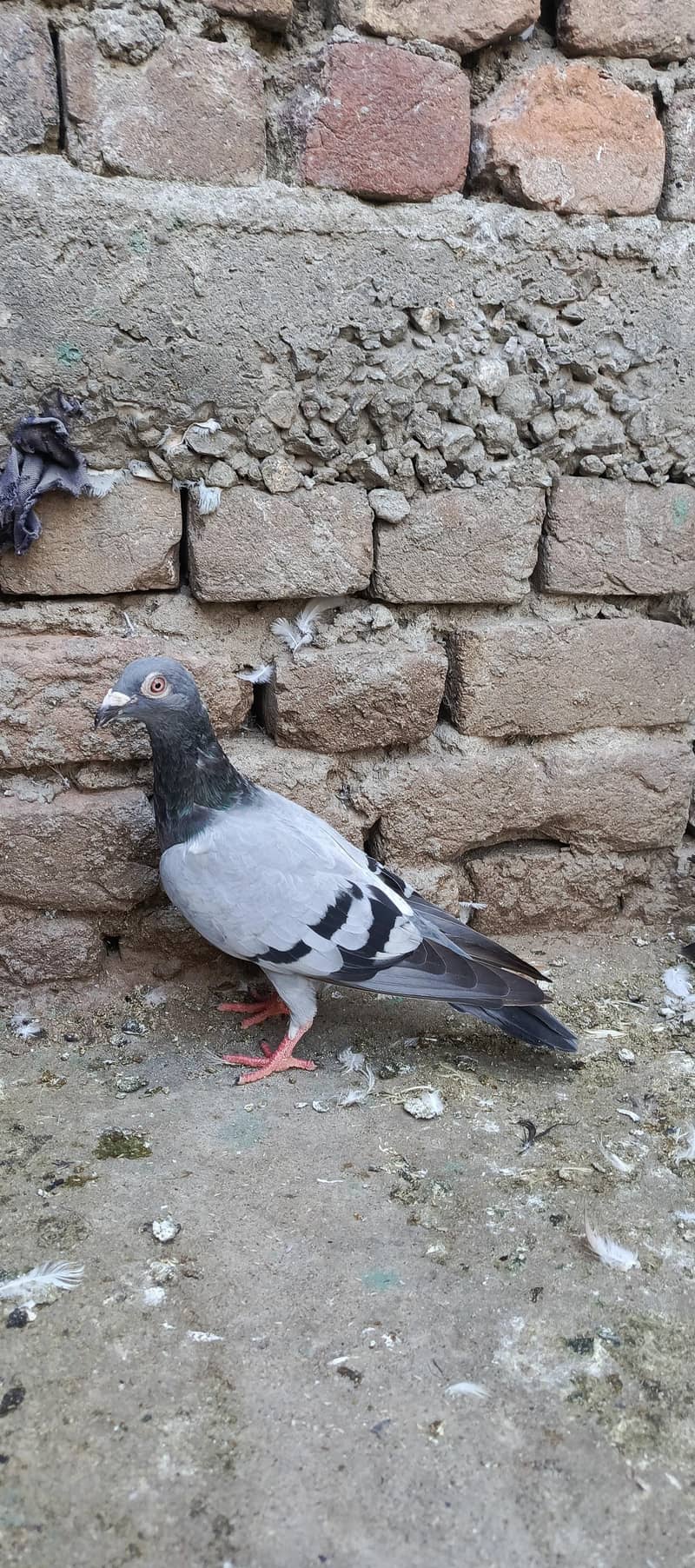 fancy pigeon 11