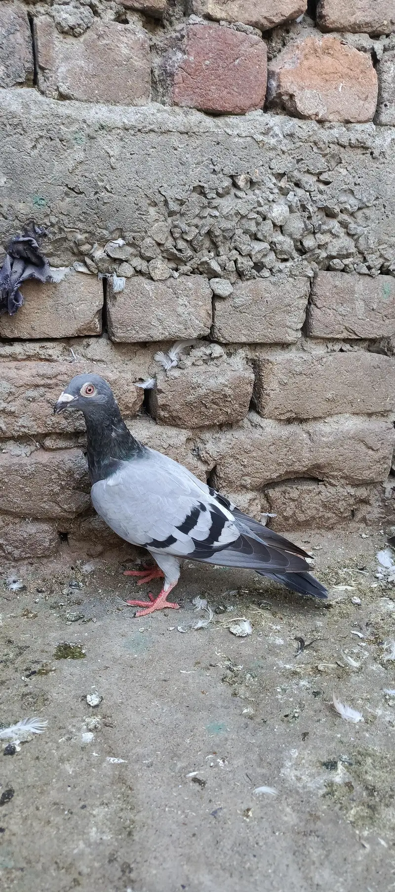 fancy pigeon — photo 12
