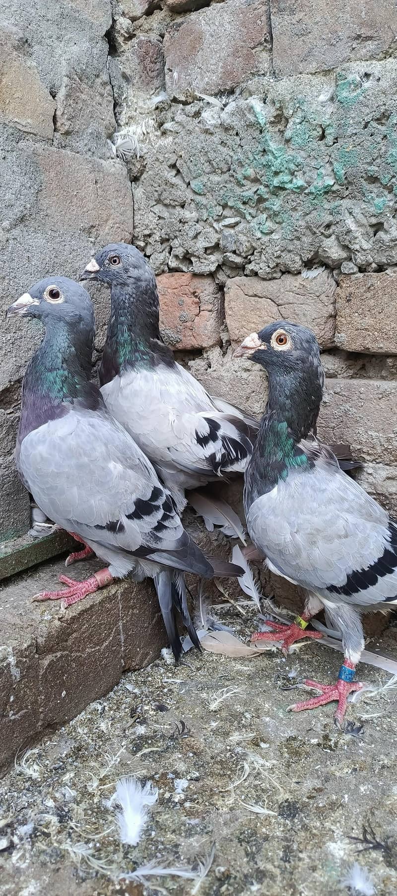 fancy pigeon 12