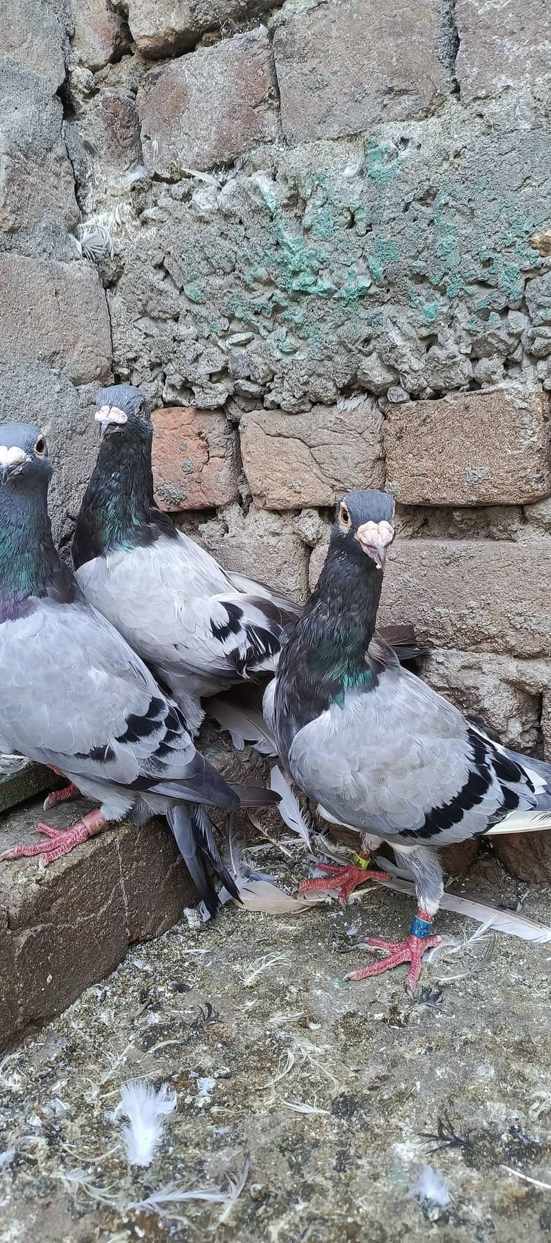 fancy pigeon 13