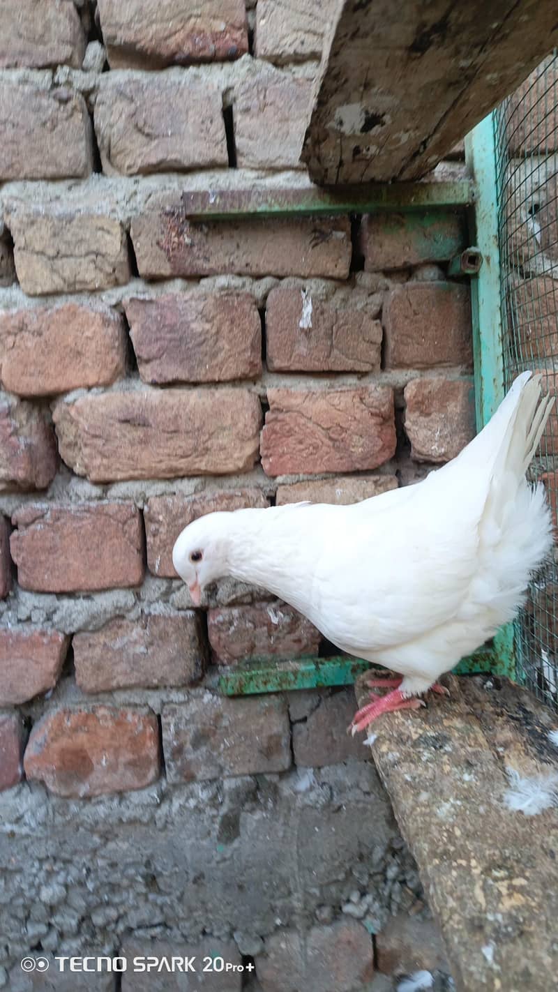 fancy pigeon 14