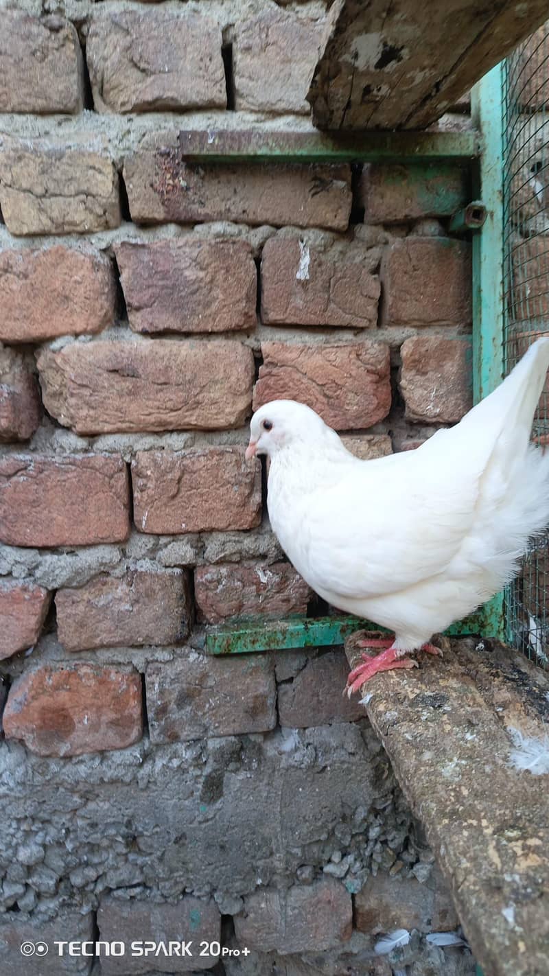 fancy pigeon 15