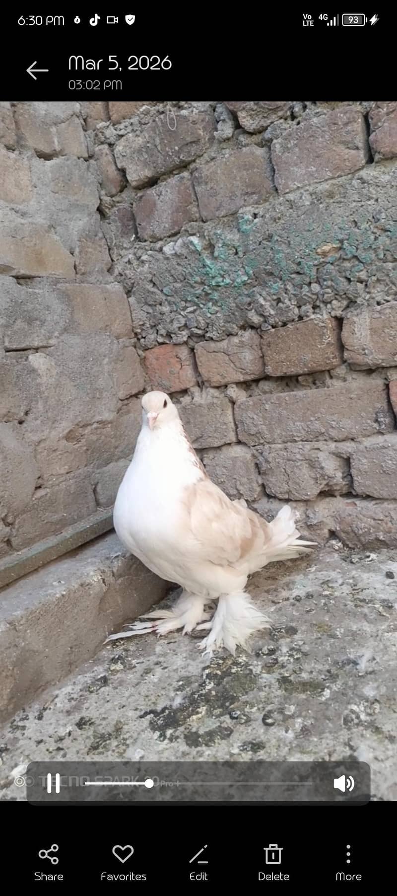 fancy pigeon 16