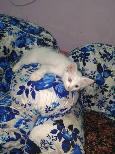 Persian cat babies age 3.5 months to 4 months pure white colour