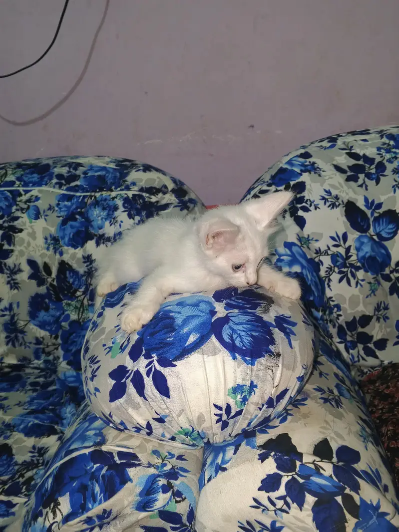 Persian cat babies age 3.5 months to 4 months pure white colour — photo 2