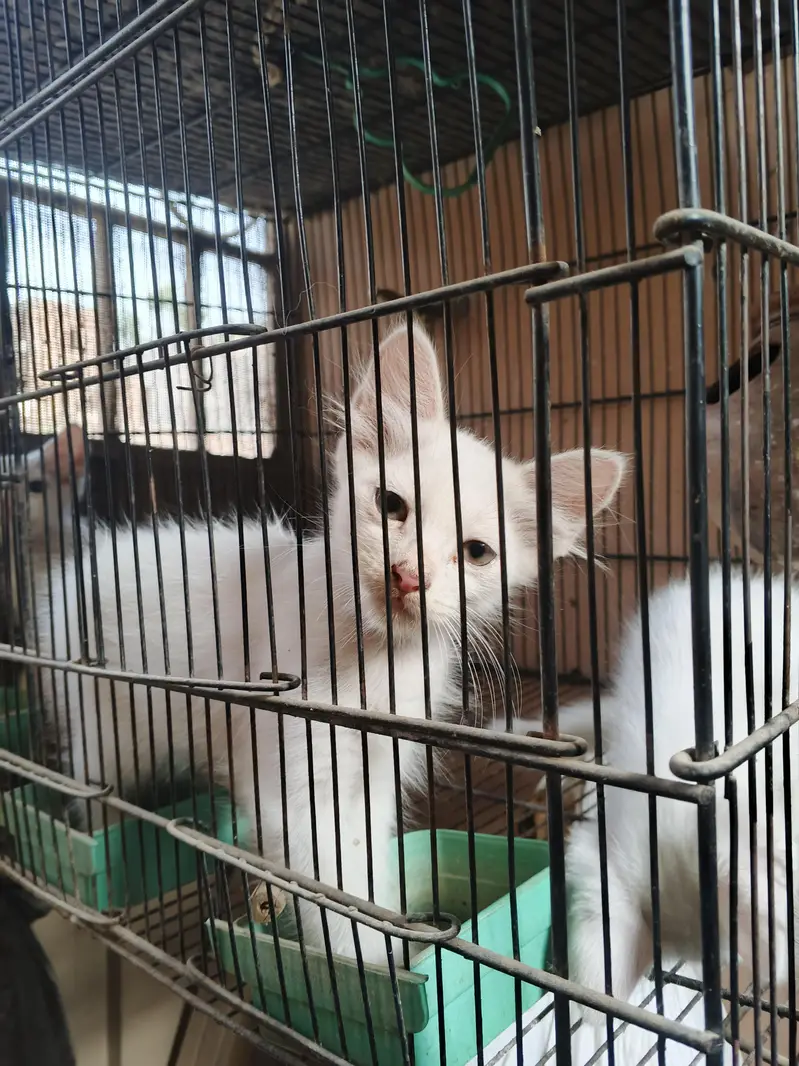 Persian cat babies age 3.5 months to 4 months pure white colour — photo 3