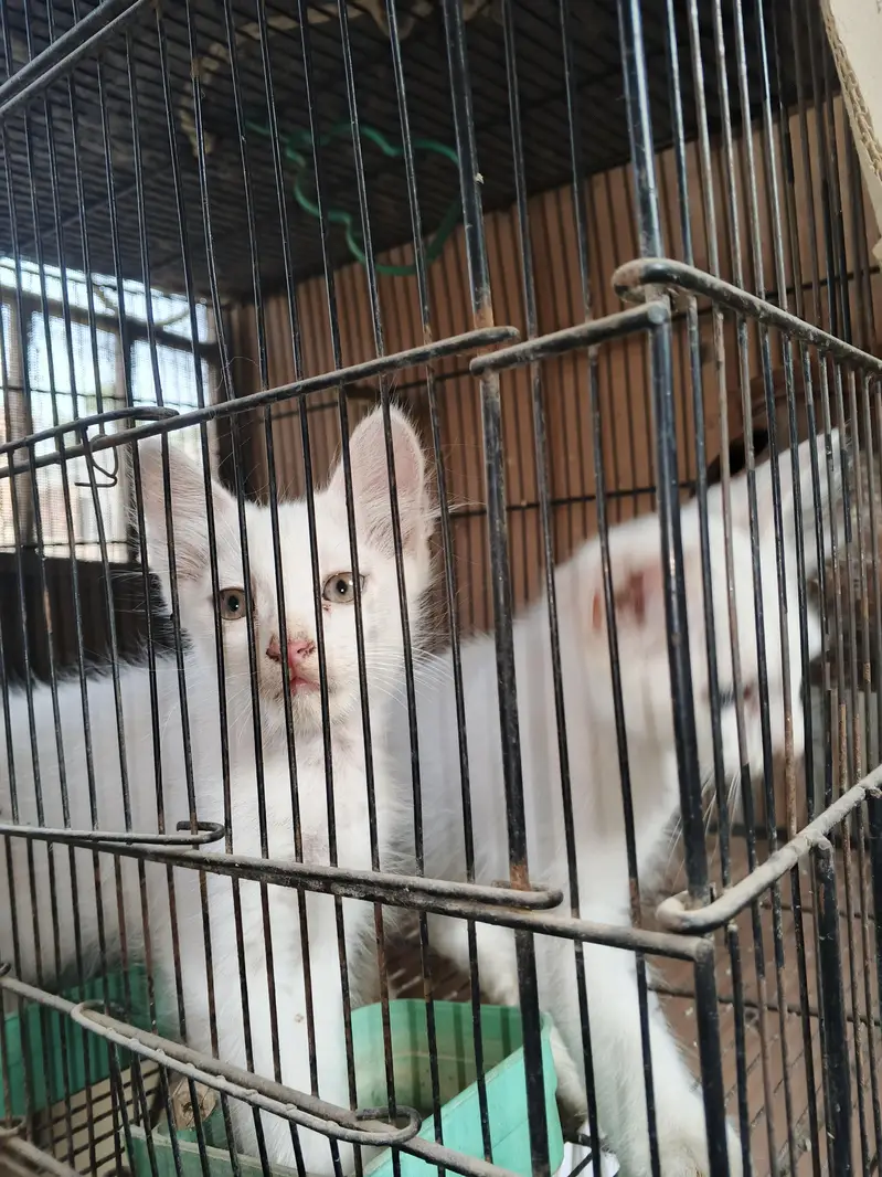 Persian cat babies age 3.5 months to 4 months pure white colour — photo 4