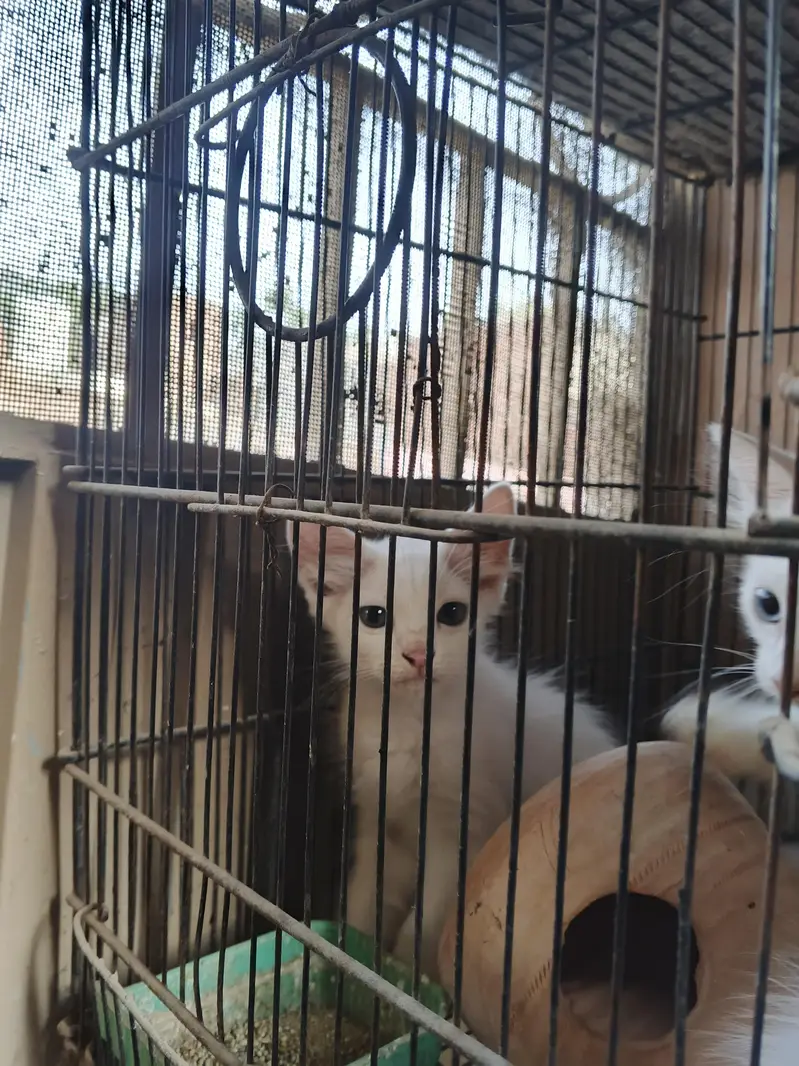 Persian cat babies age 3.5 months to 4 months pure white colour — photo 5