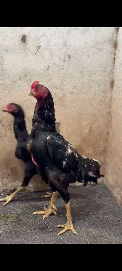 OShamo / Black Japanese OShamo / high quality/white shamo chicks/aseel
