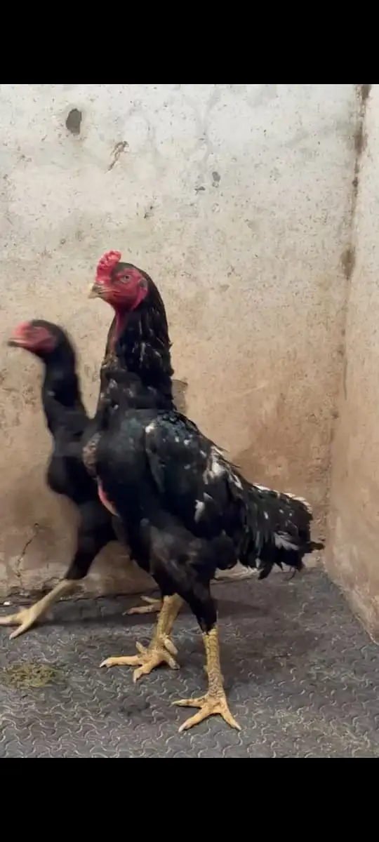 OShamo / Black Japanese OShamo / high quality/white shamo chicks/aseel