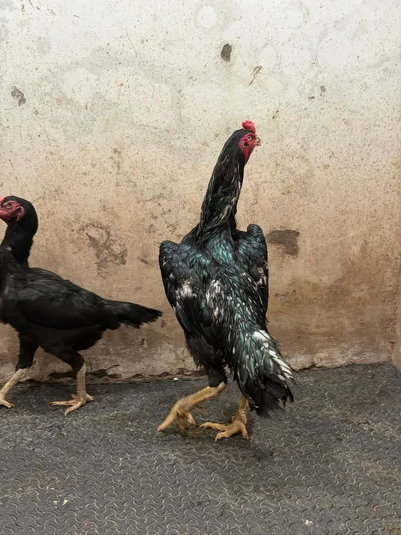 OShamo / Black Japanese OShamo / high quality/white shamo chicks/aseel — photo 5