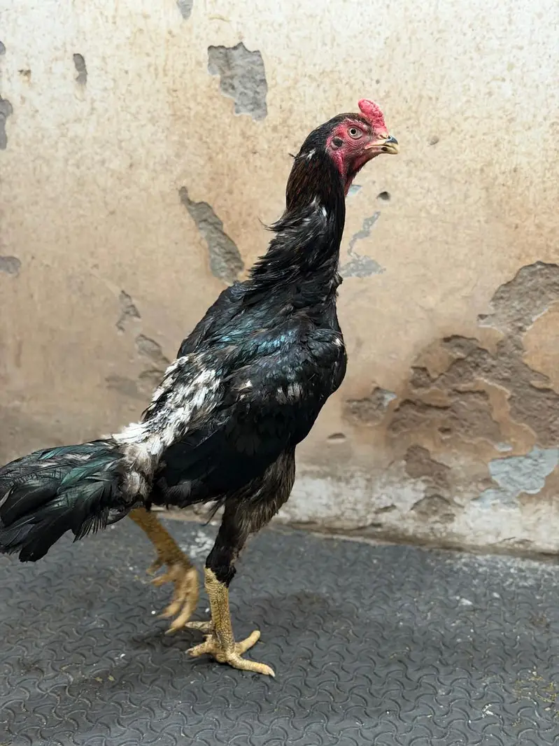 OShamo / Black Japanese OShamo / high quality/white shamo chicks/aseel — photo 8
