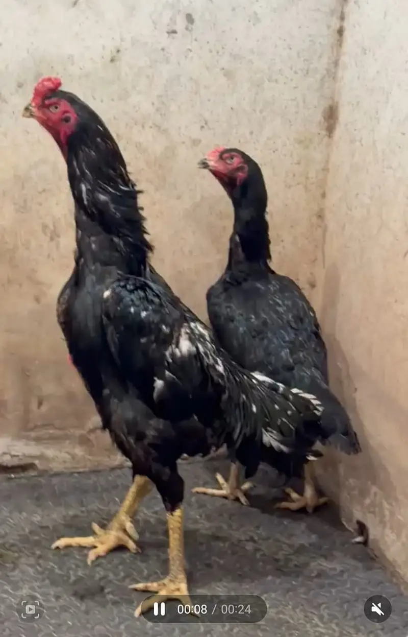 OShamo / Black Japanese OShamo / high quality/white shamo chicks/aseel — photo 9