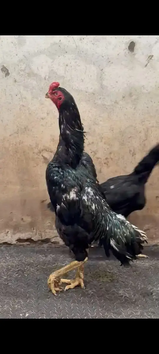 OShamo / Black Japanese OShamo / high quality/white shamo chicks/aseel — photo 12
