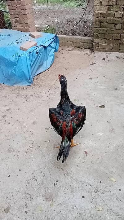 Mushka Lakha