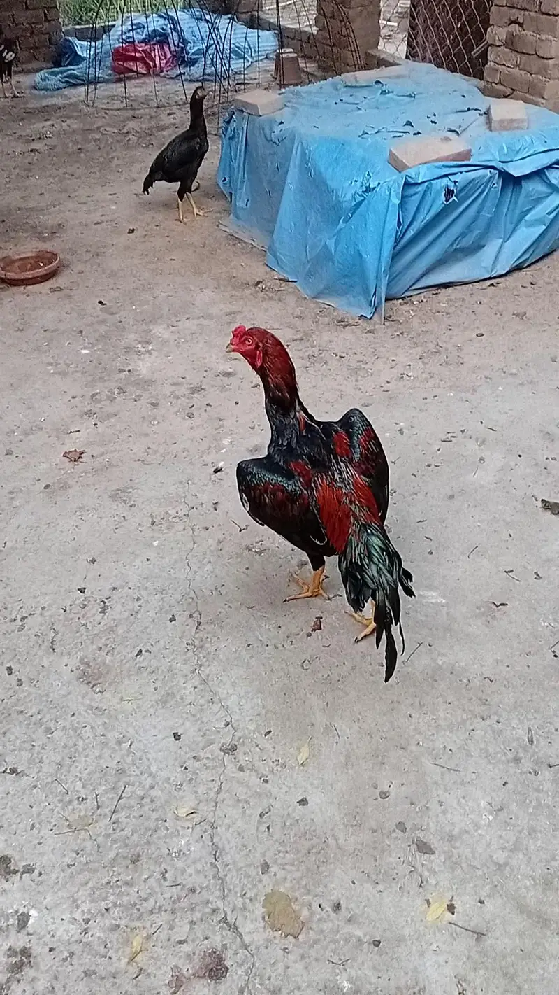 Mushka Lakha — photo 2