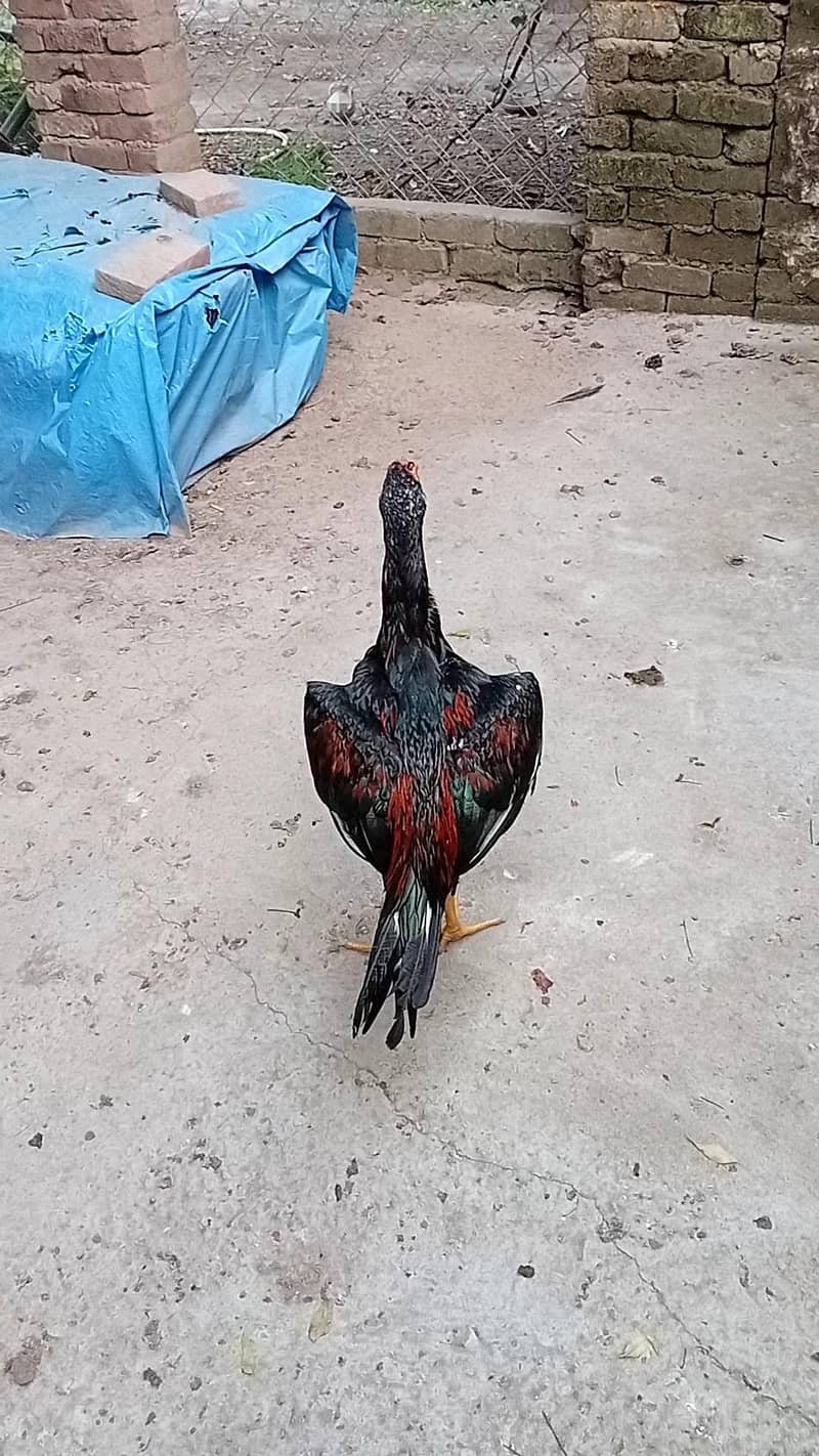 Lakhy pthy 2