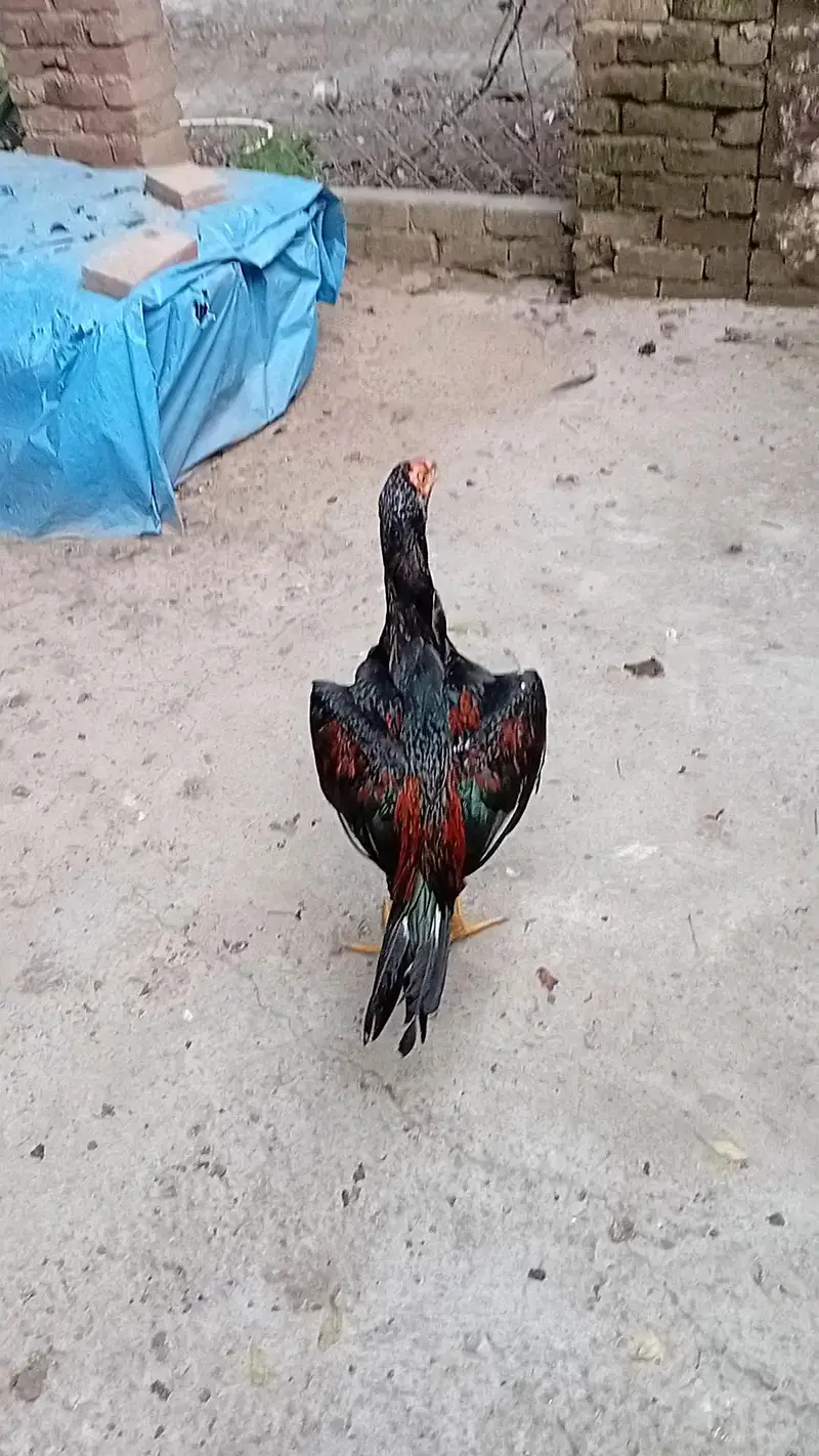 Mushka Lakha — photo 4