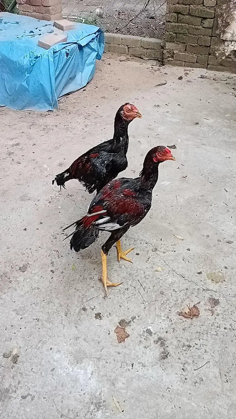 Mushka Lakha — photo 5