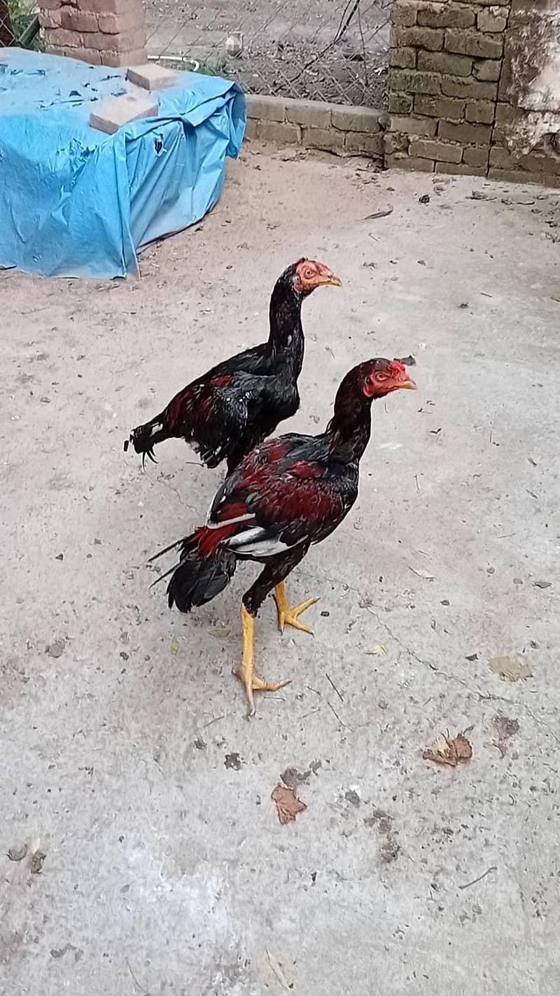 Lakhy pthy 5