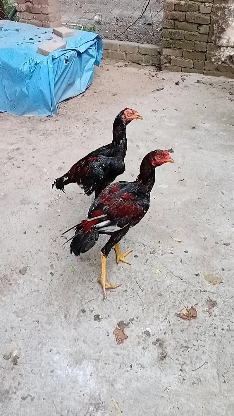 Mushka Lakha — photo 6