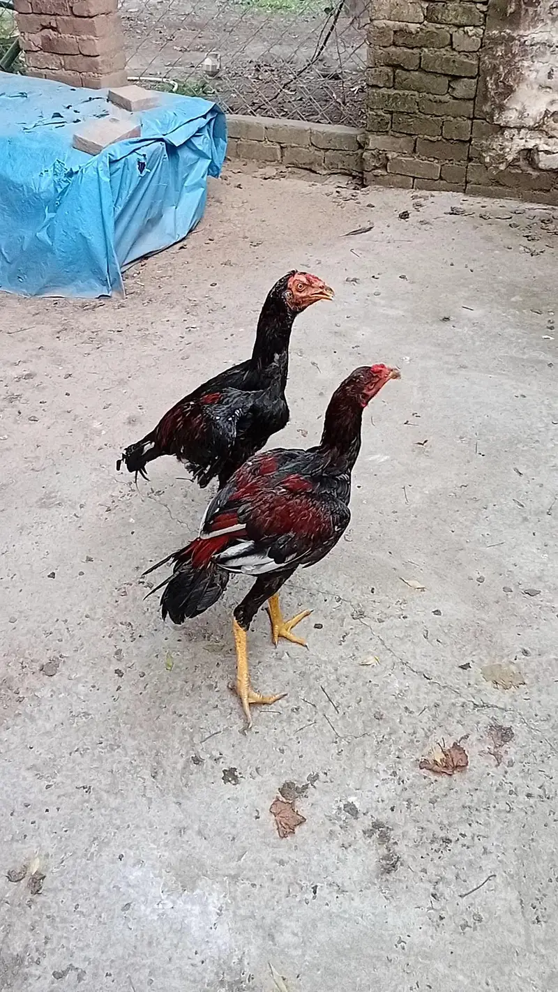 Mushka Lakha — photo 7