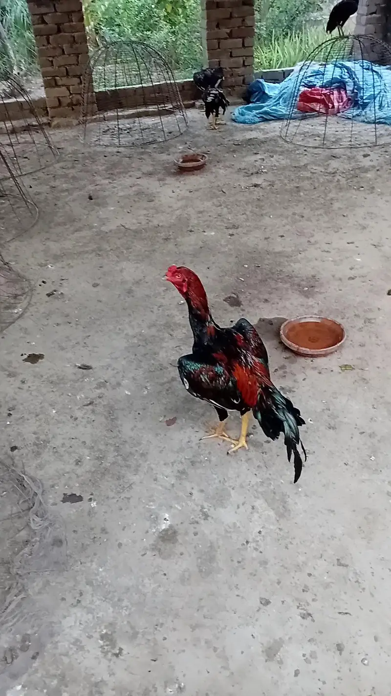 Mushka Lakha — photo 8