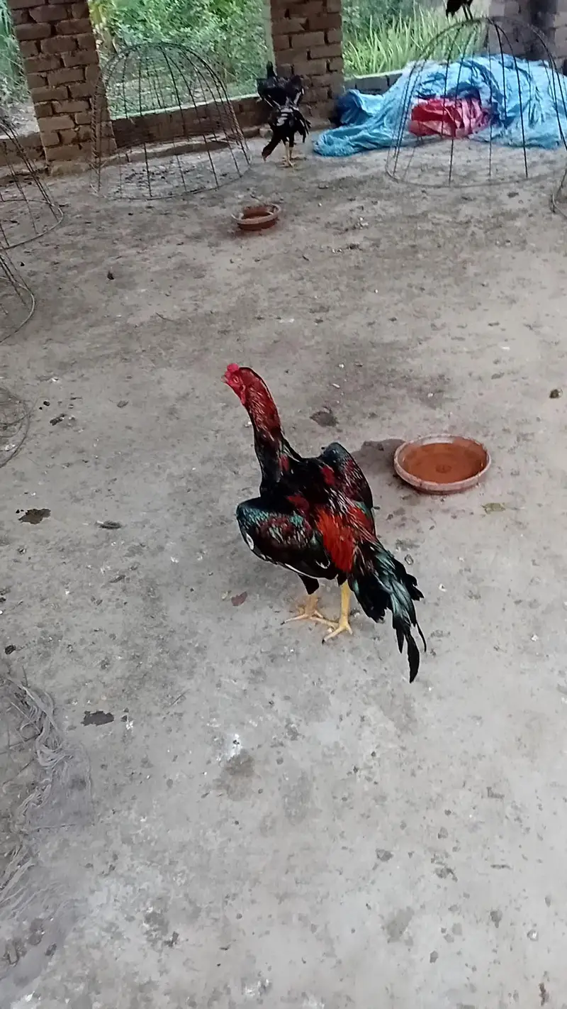 Mushka Lakha — photo 9