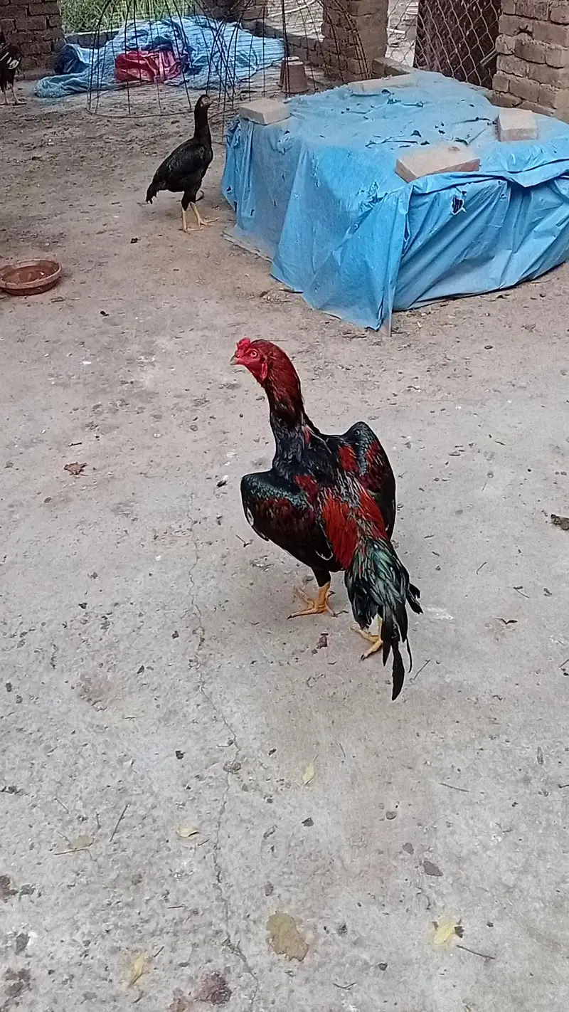 Mushka Lakha — photo 10