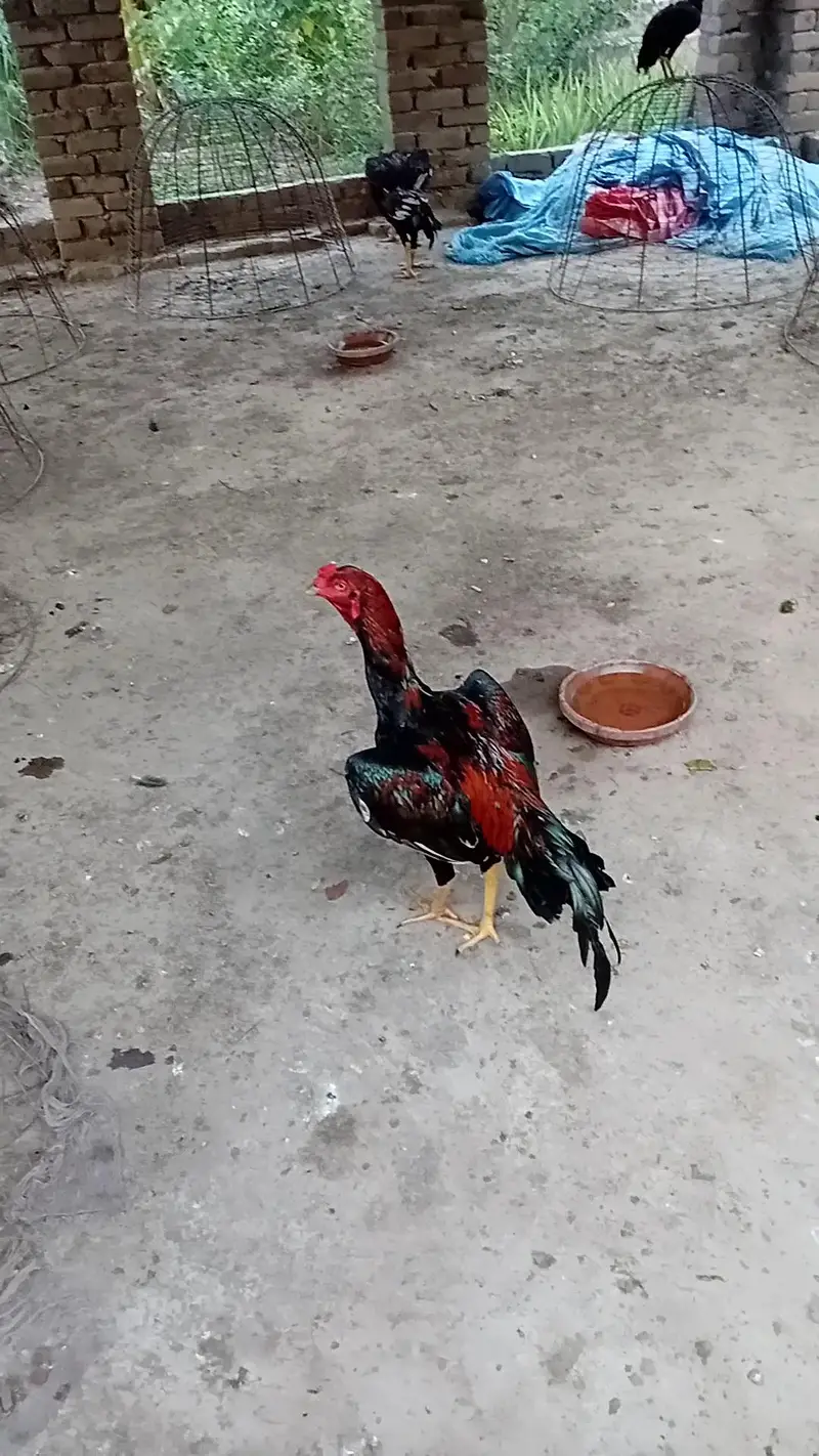 Mushka Lakha — photo 11