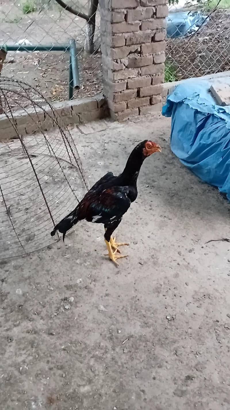 Lakhy pthy 8