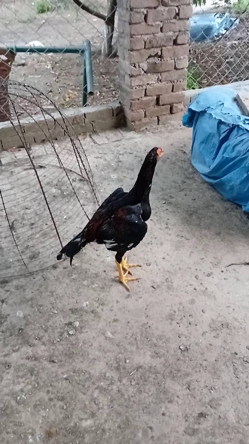 Lakhy pthy 9