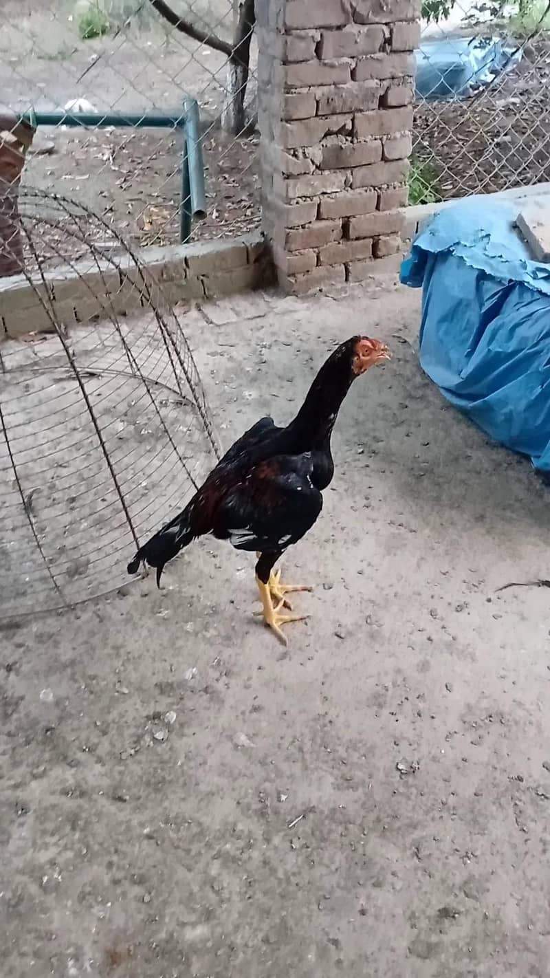 Lakhy pthy 10