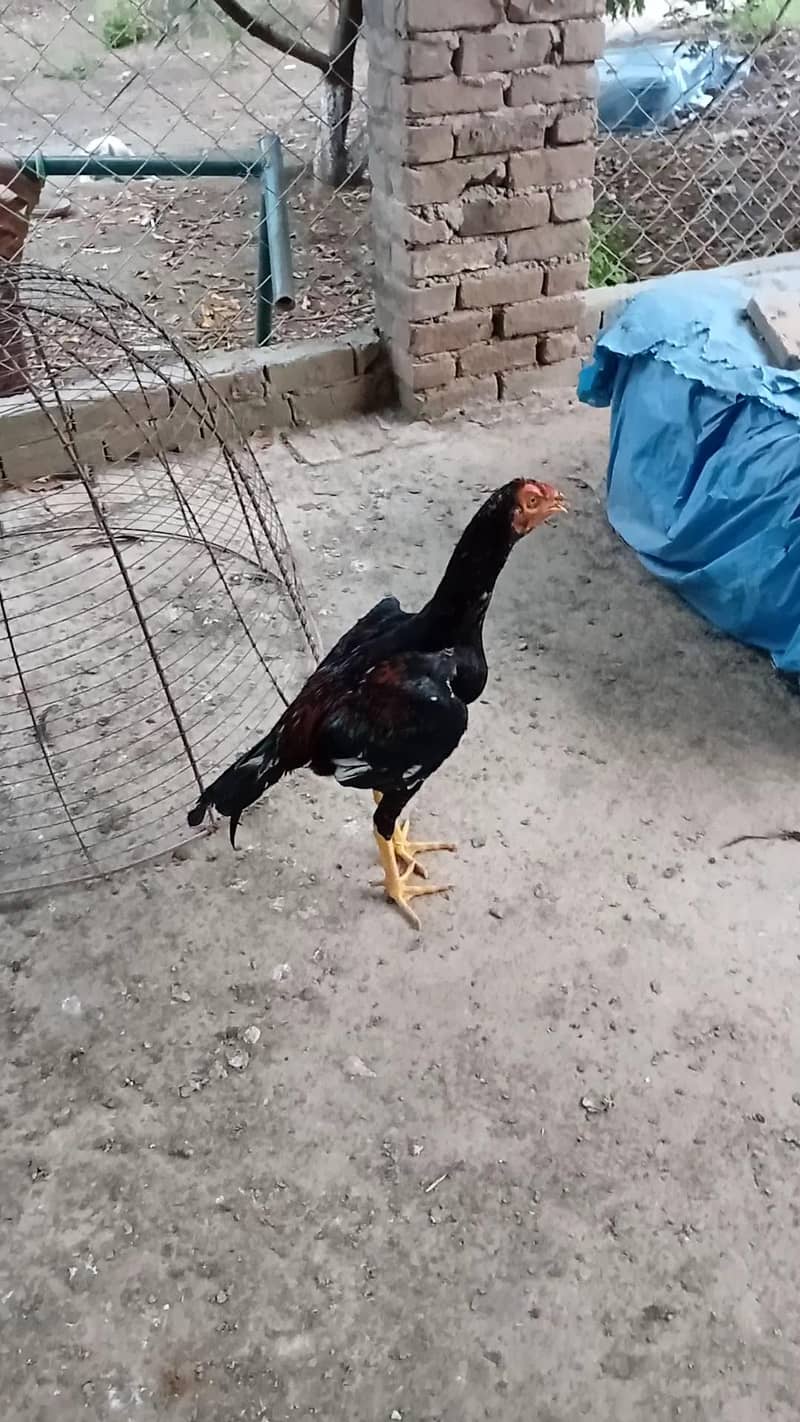 Lakhy pthy 11