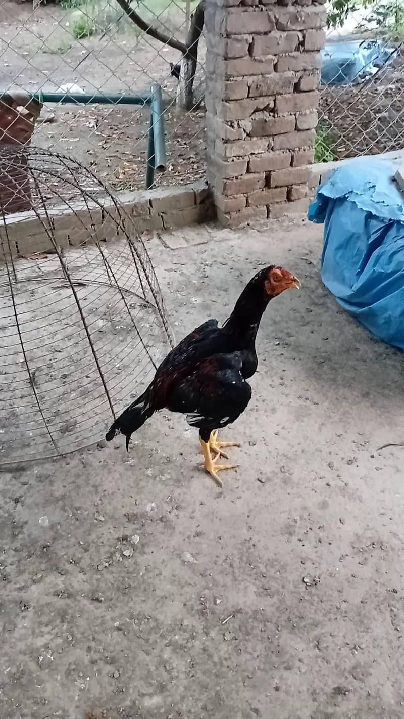 Lakhy pthy 12