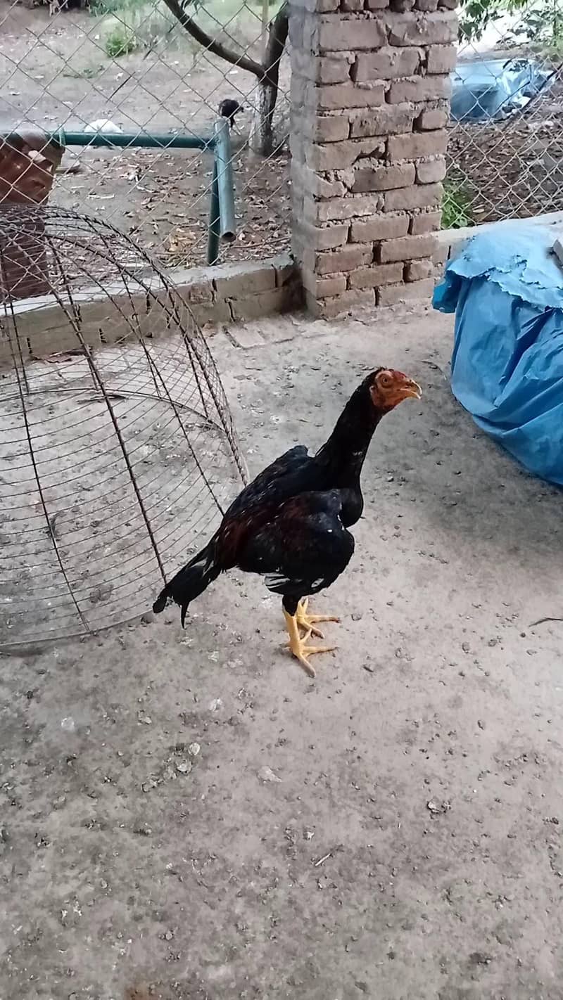 Lakhy pthy 13