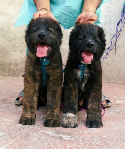bakarwal dog full security guard dog  for sale all Pakistan cargo