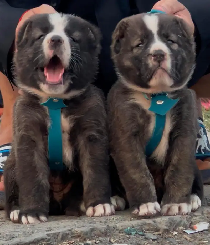bakarwal dog full security guard dog  for sale all Pakistan cargo — photo 2