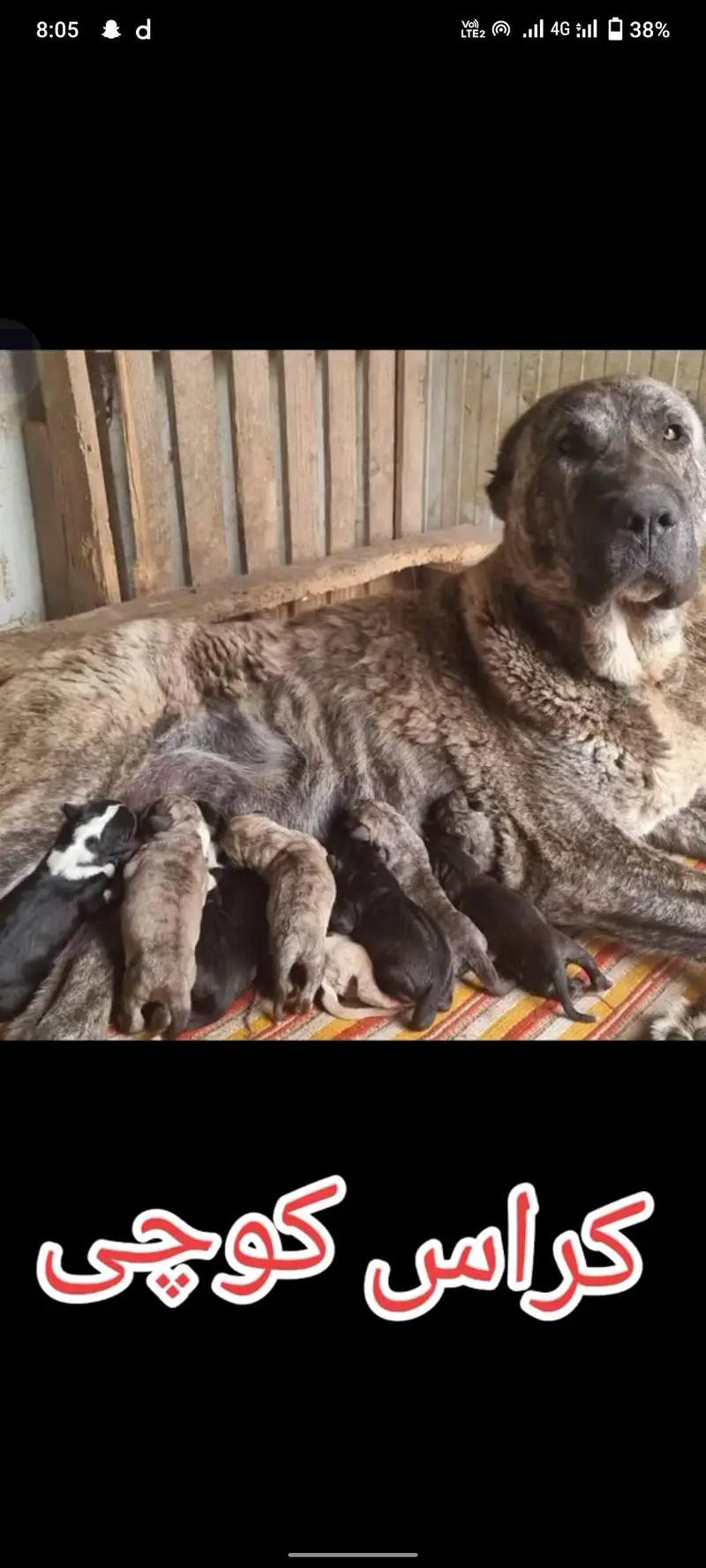 bakarwal dog full security guard dog  for sale all Pakistan cargo — photo 3