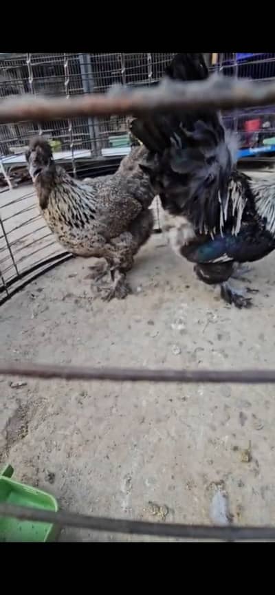 Mashaallah nayab birds