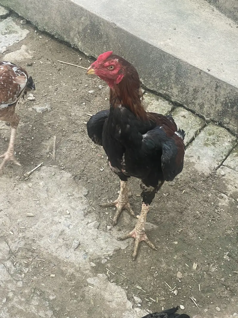 Mashaallah nayab birds — photo 4