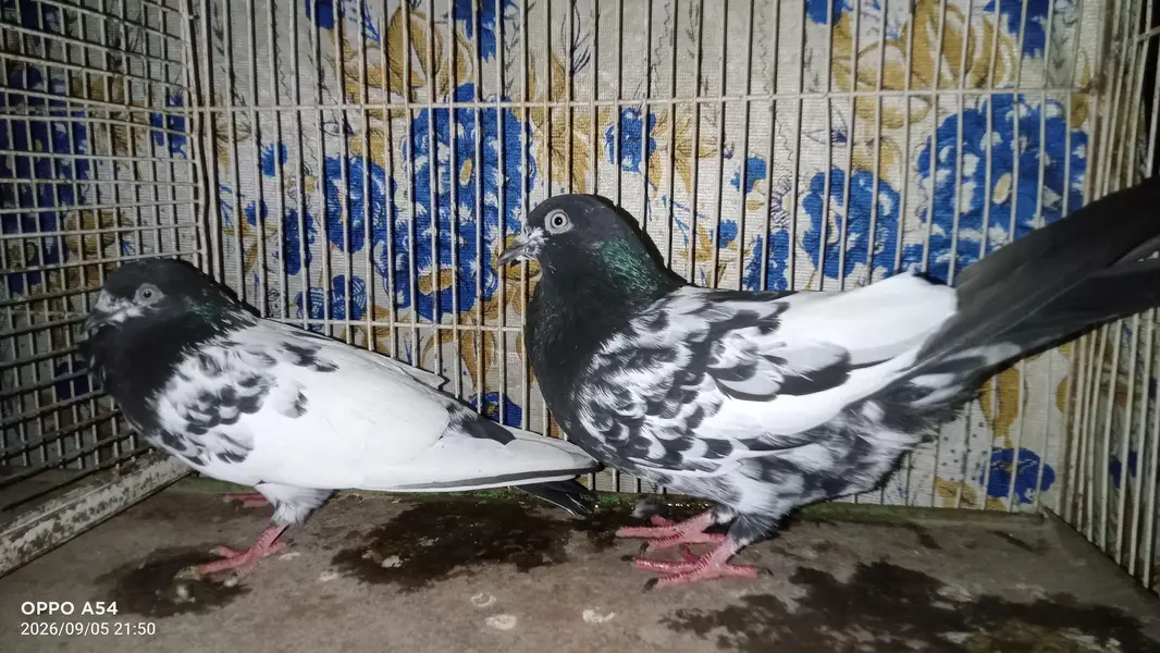 hi flyers pigeon