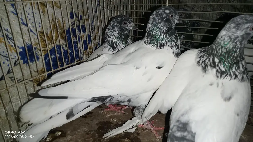 hi flyers pigeon — photo 2