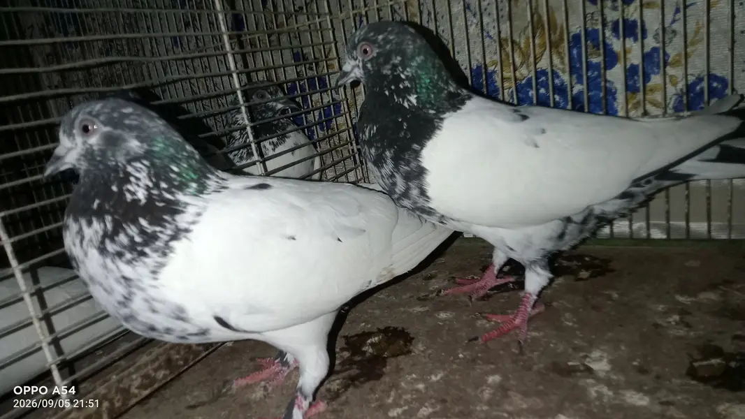 hi flyers pigeon — photo 3
